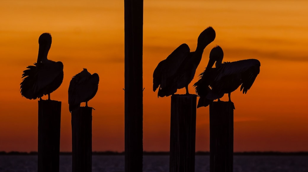 A group of pelicans perched on wooden posts against a sunset backdrop.