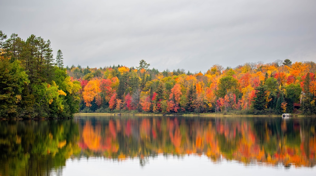 A calm lake reflecting colorful autumn foliage, surrounded by dense forest.