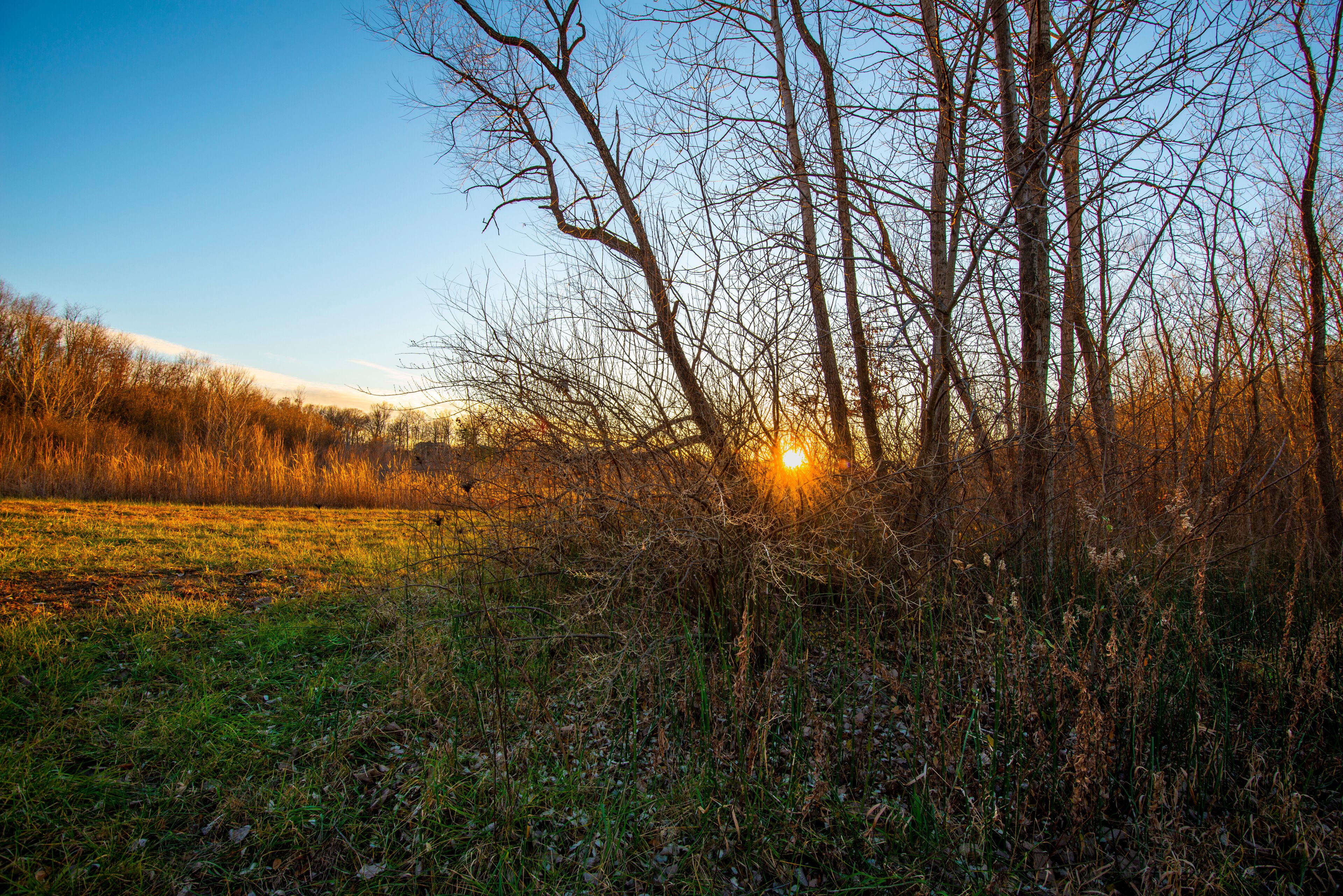 A field with trees and a sunset.