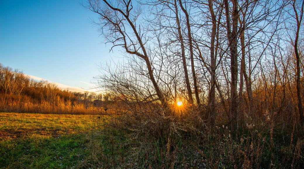 A field with trees and a sunset.
