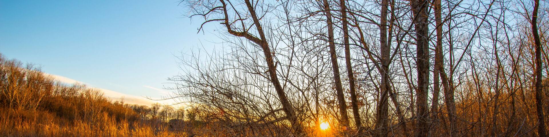 A field with trees and a sunset.