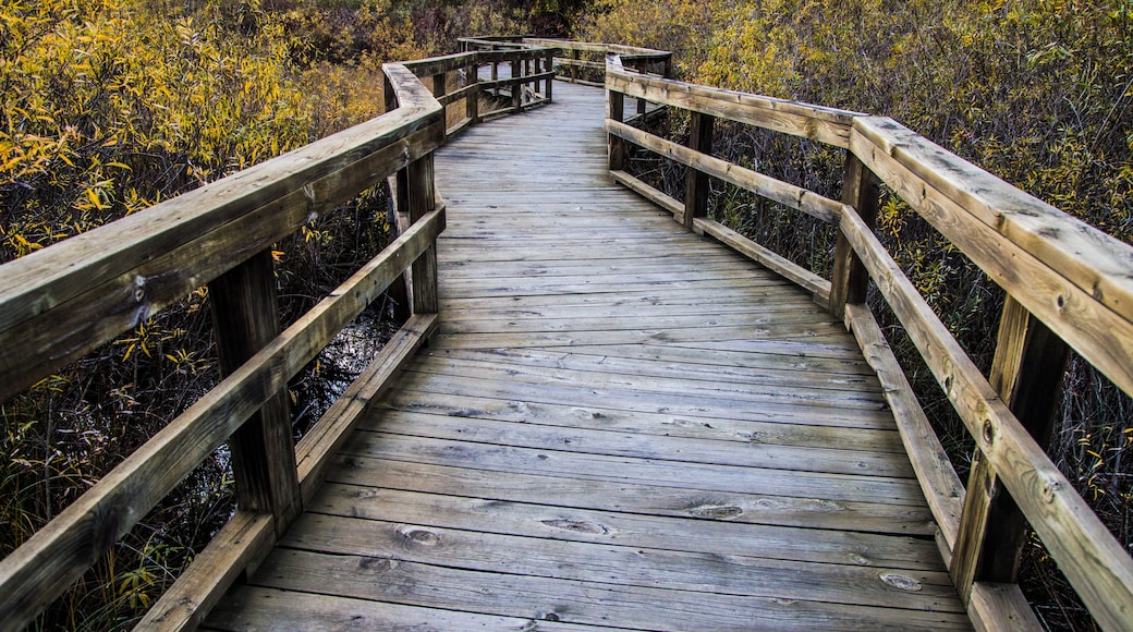 Journey Through Nature. Winding boardwalk path a protected wetland habitat. Huron County Arboretum.