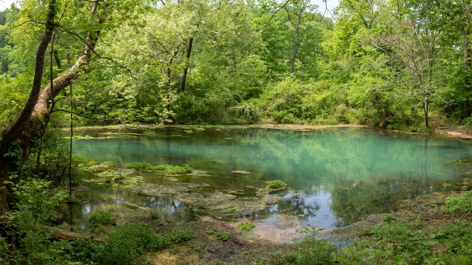 A clear pond surrounded by dense green forest.
