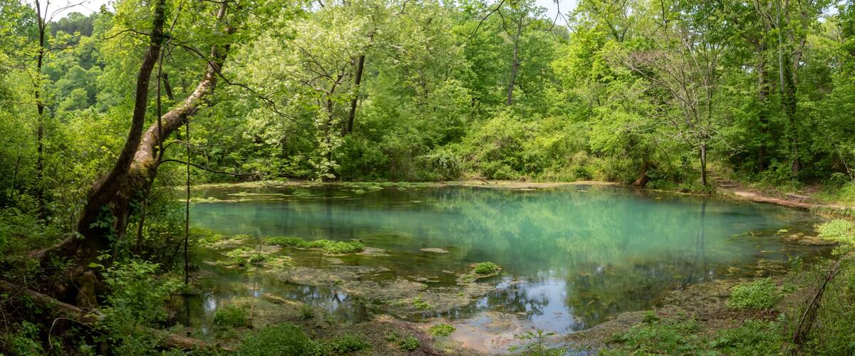 A clear pond surrounded by dense green forest.