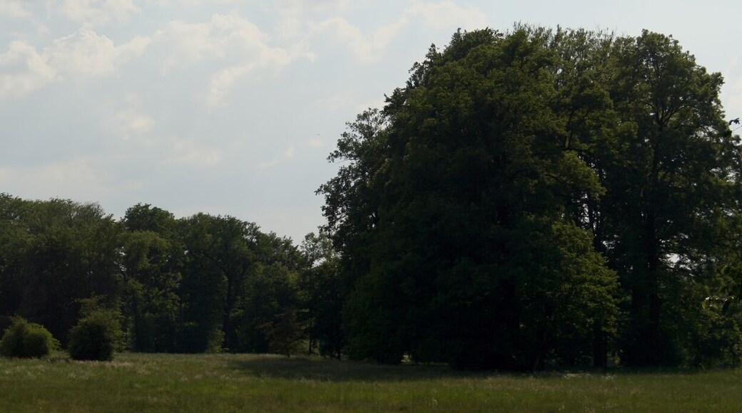 Park Mużakowski, polana stanowiąca część osi widokowej na Nowy Zamek