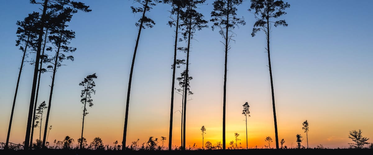 Damaged forest near Rytel village year after storms that passed throung Poland in August 2017, killed 5 people and damaged over 4000 buildings