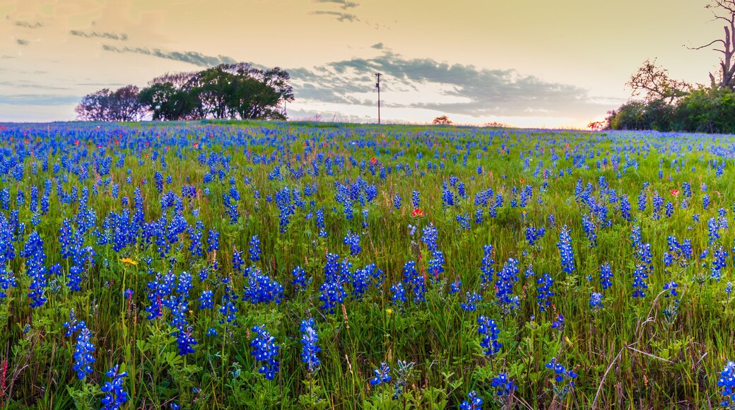 Sunset Over Blue Bonnets In Washington County, Texas USA