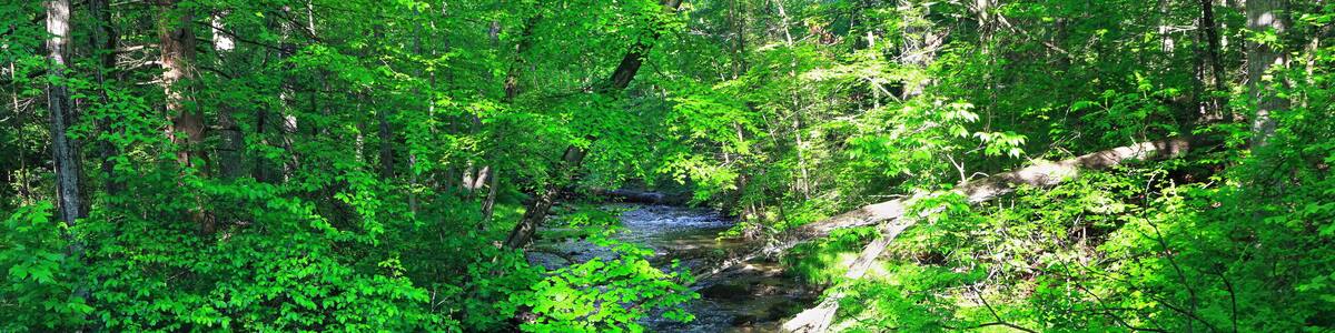Mountain Stream, Licking Creek Run, Spectacle Gap, Juniata County, Pennsylvania, USA.