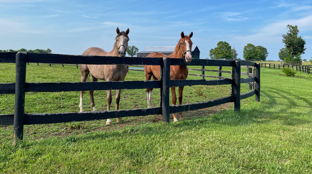 Horses standing in open field in Central Kentucky