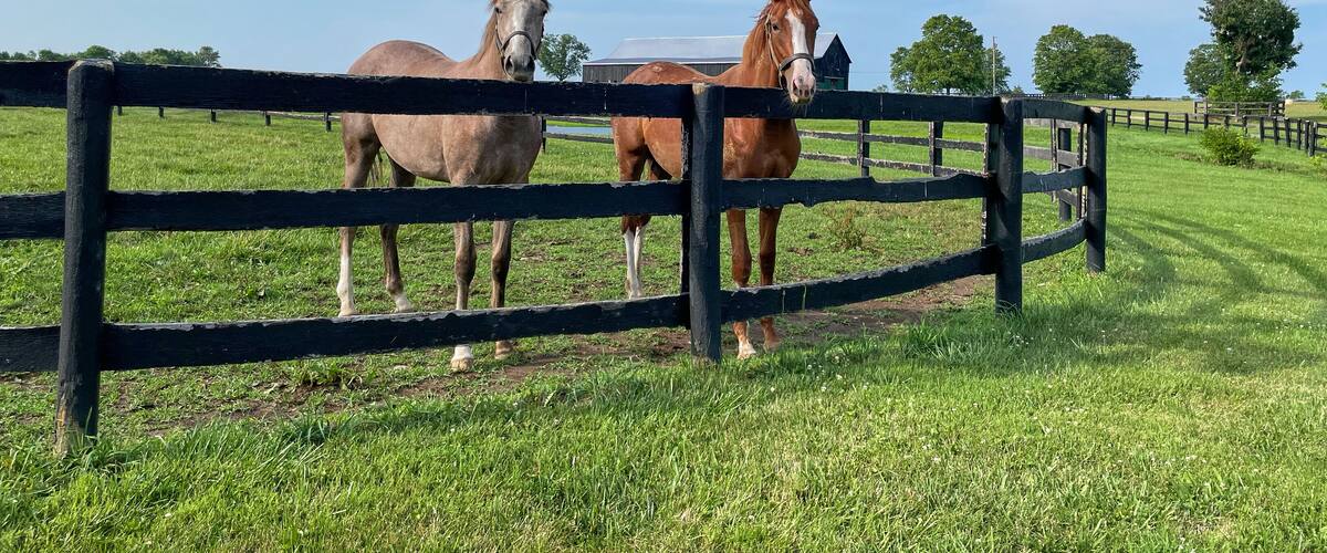 Horses standing in open field in Central Kentucky