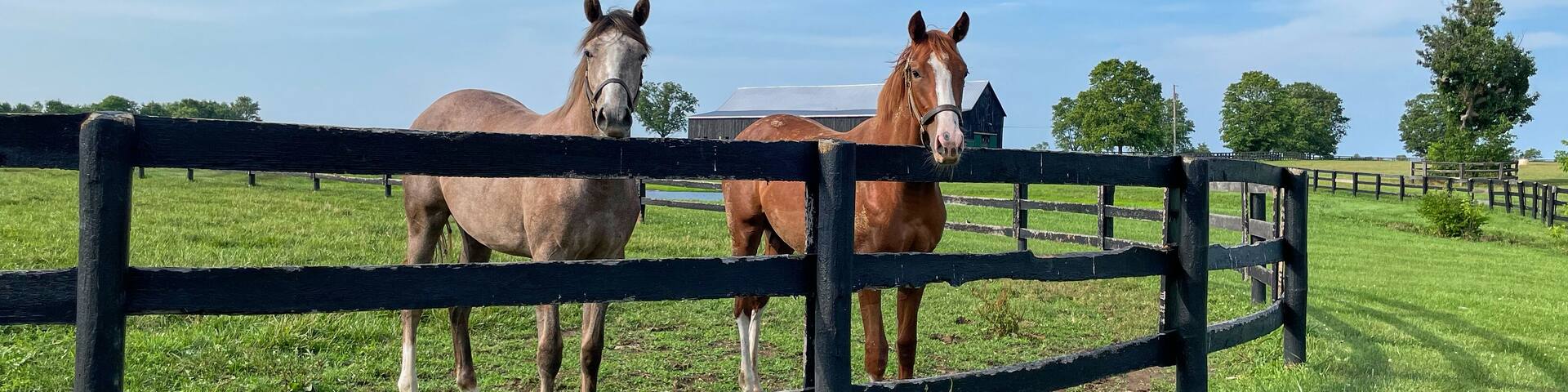 Horses standing in open field in Central Kentucky