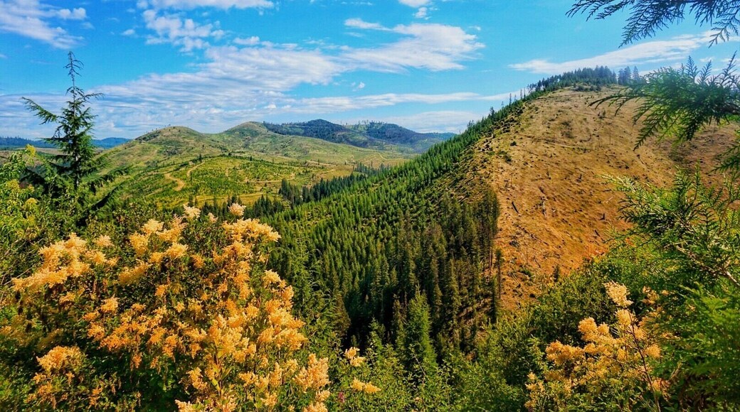 On a backpacking trip which my father and I planned a brand new pure never before hiked, I lead a group of 20 Boy Scouts through the heart of the inland northwest. #adventure