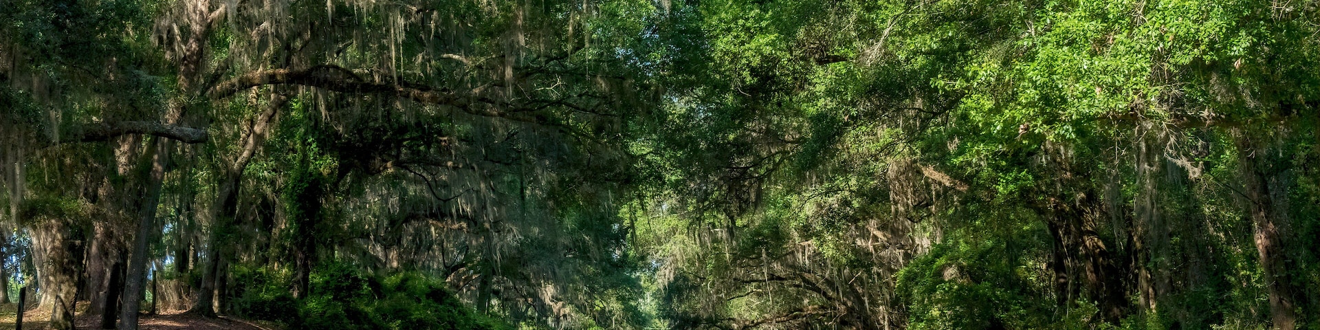 Live Oak Canopied Road, Ashville Highway, County Road 146, Jefferson County, Florida