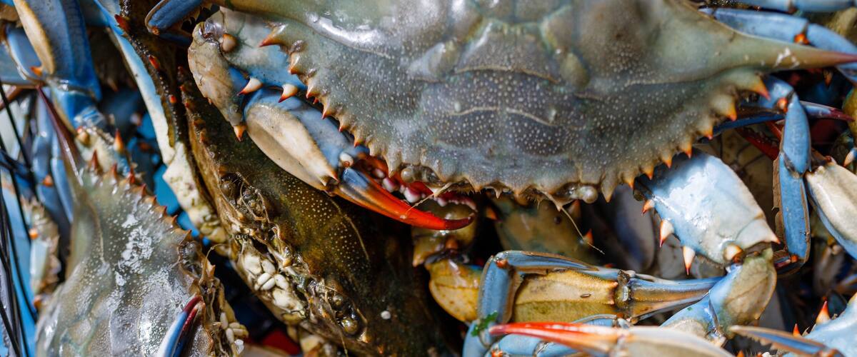 blue crab at the local fish market