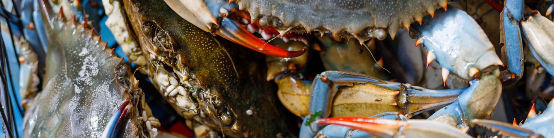 blue crab at the local fish market