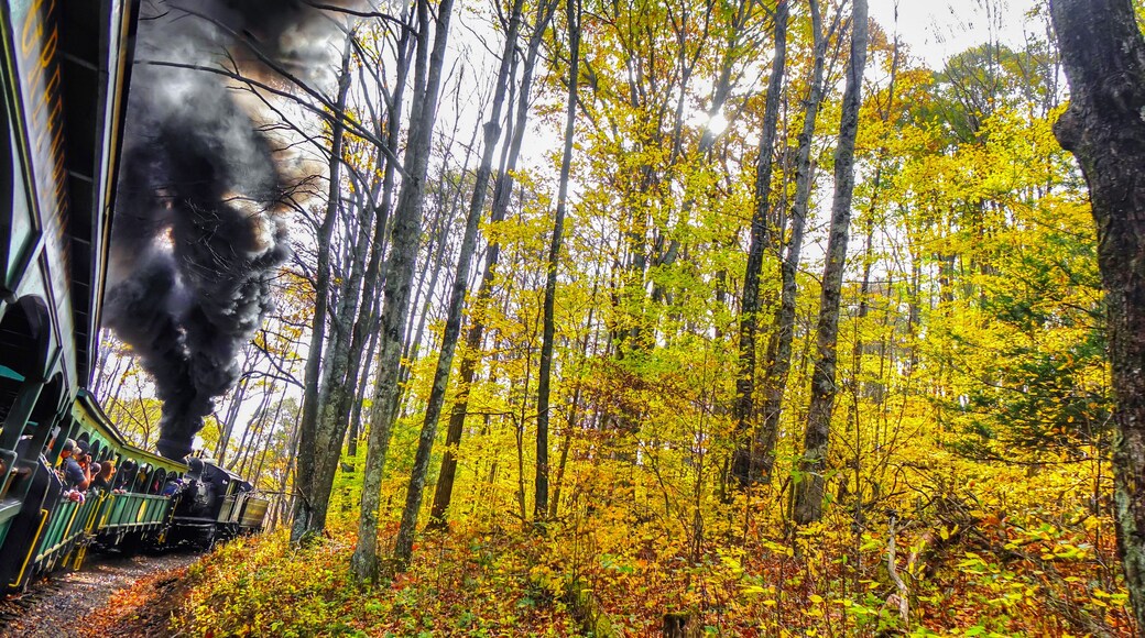 An old vintage train with thick black smoke making its way through the forest in West Virginia, with beautiful fall colors and foliage. Shot near Cass, WV, USA.