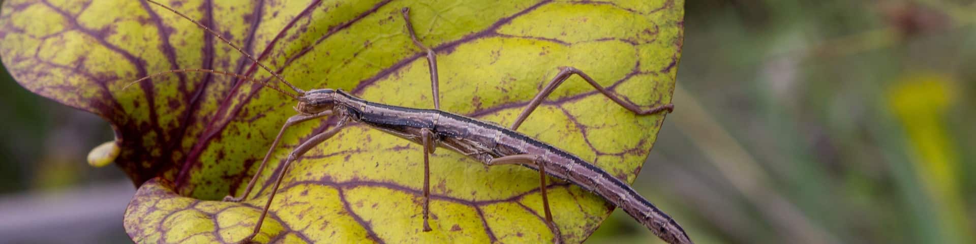 Stick Insect on Sarracenia flava in Liberty County, Florida, USA