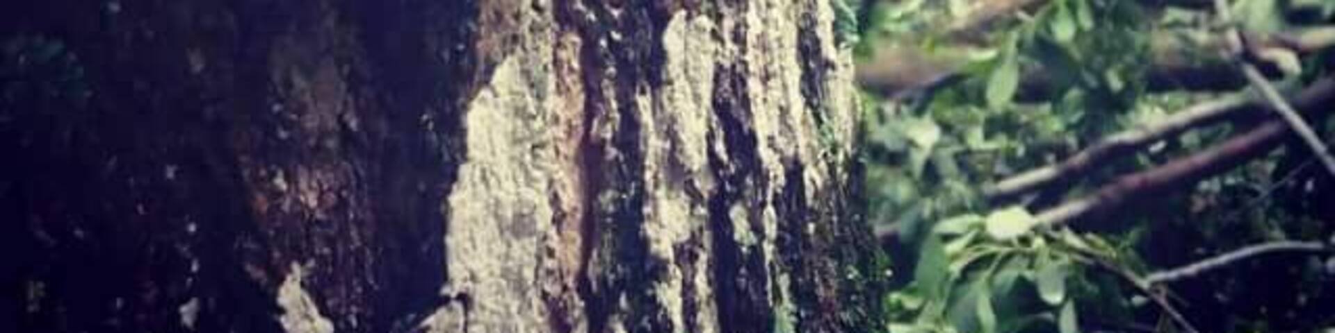 Yellowbank trails in Kentucky !! Several geocaches to hunt for !