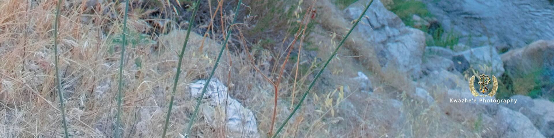Kern River, there is a beautiful water river and very nature.