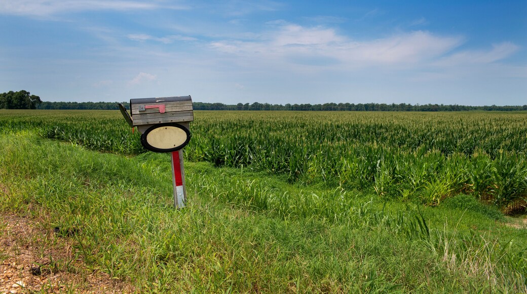 An old wood mailbox in front of a cornfield in a rural area of the Mississippi State, USA
