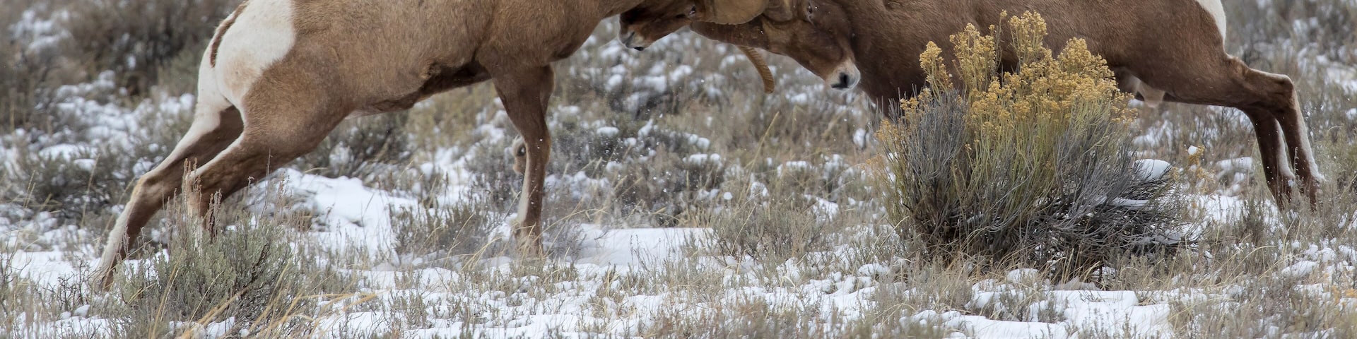 BIGHORN SHEEP IN MEADOW STOCK IMAGE