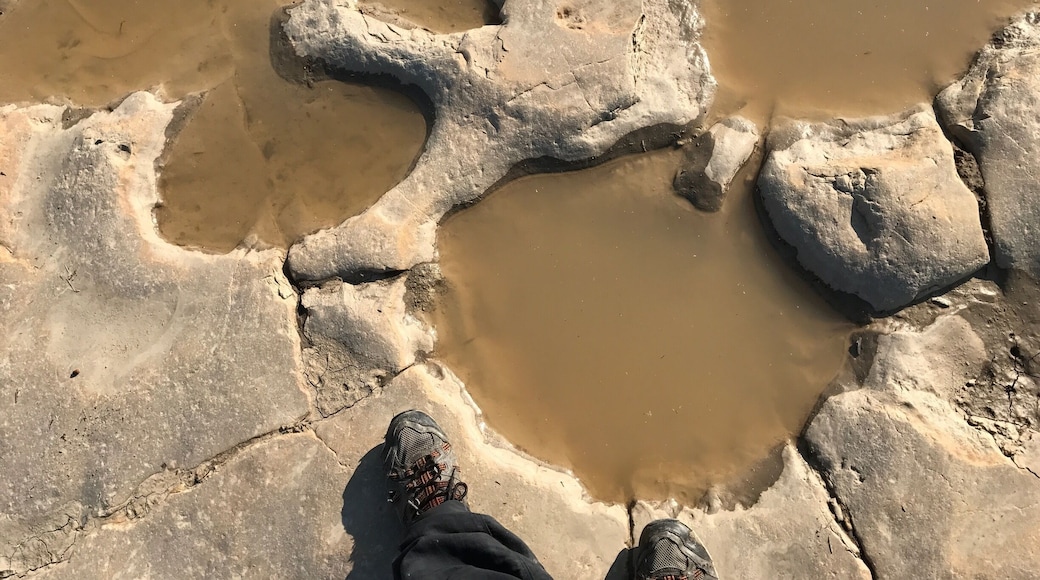 Have you ever walked in the footsteps of giants? Visit Picketwire Canyon south La Junta, Colorado for a hike back through time among the largest expanse of dinosaur tracks in the world. #TakeAHike #hike #colorado
