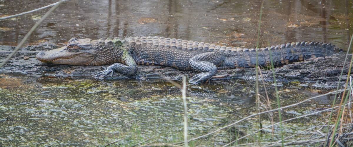 American Alligator Mississipplensis at Savannah National Wildlife Refuge, Hardeeville, Jasper County, South Carolina USA
