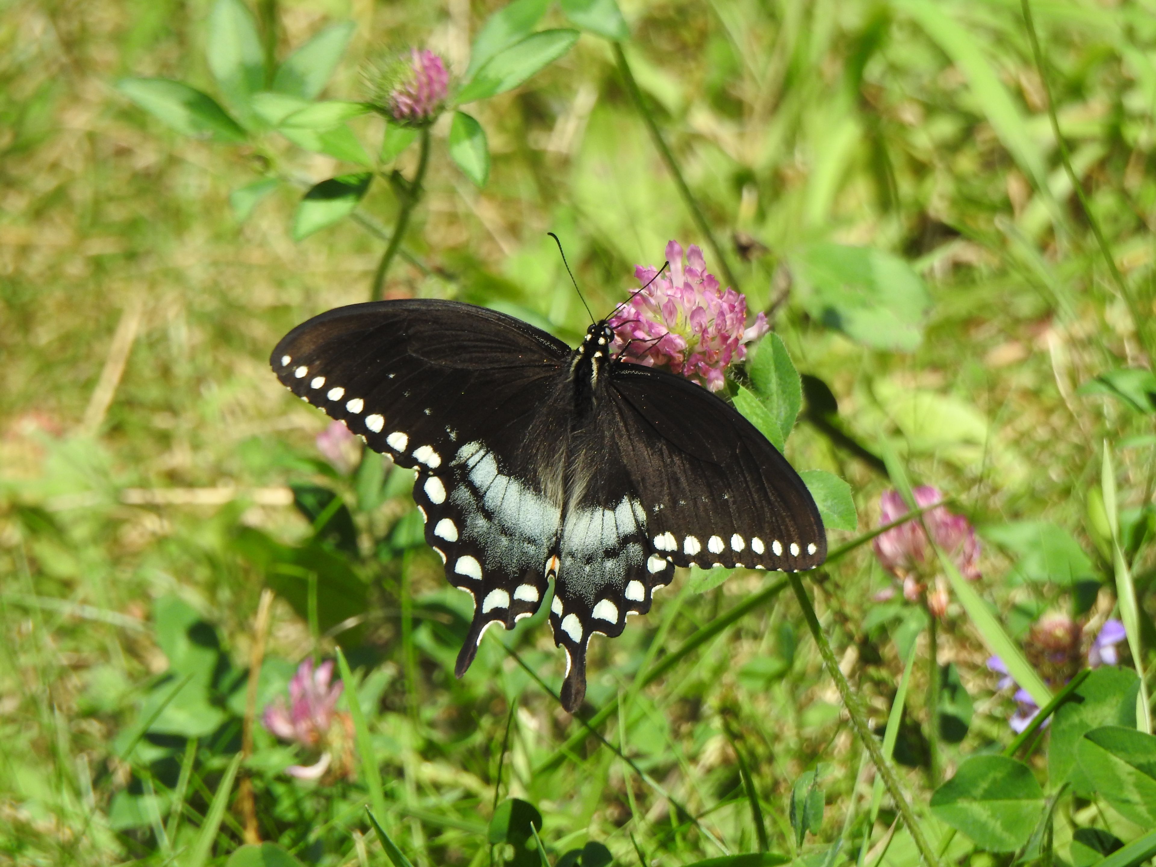 A black butterfly with white spots on its wings resting on a pink flower.