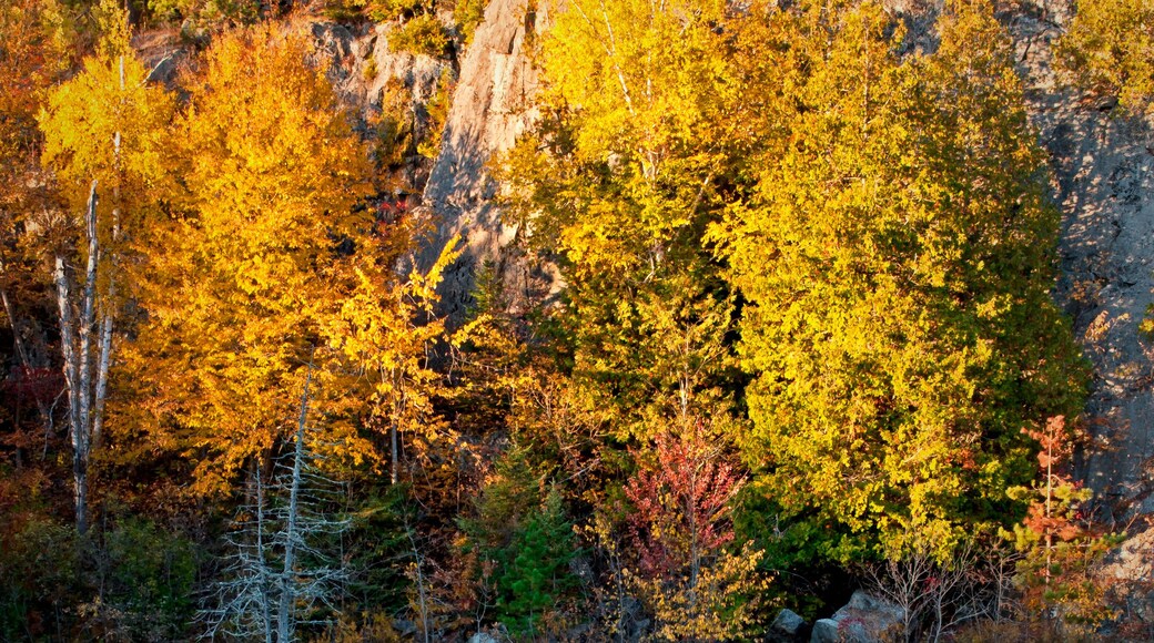 A serene autumn landscape with a reflective lake, surrounded by trees with yellow and red foliage, and a rocky cliff in the background.
