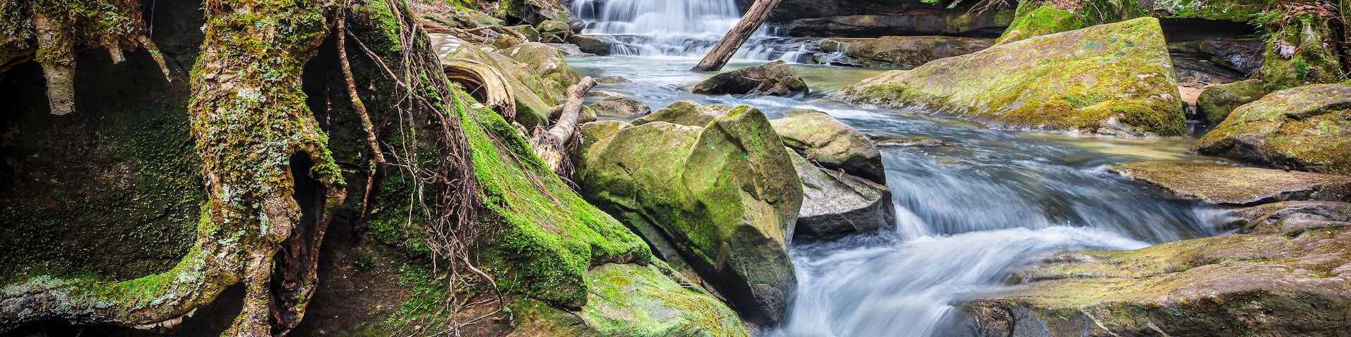 Parker Falls And Tree Roots In Bankhead National Forest