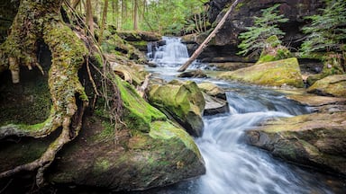 Parker Falls And Tree Roots In Bankhead National Forest