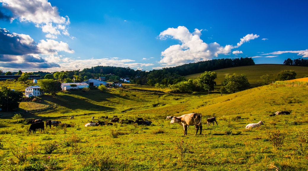 Un paysage rural caractérisé par des collines douces, une ferme et du bétail en pùturage.