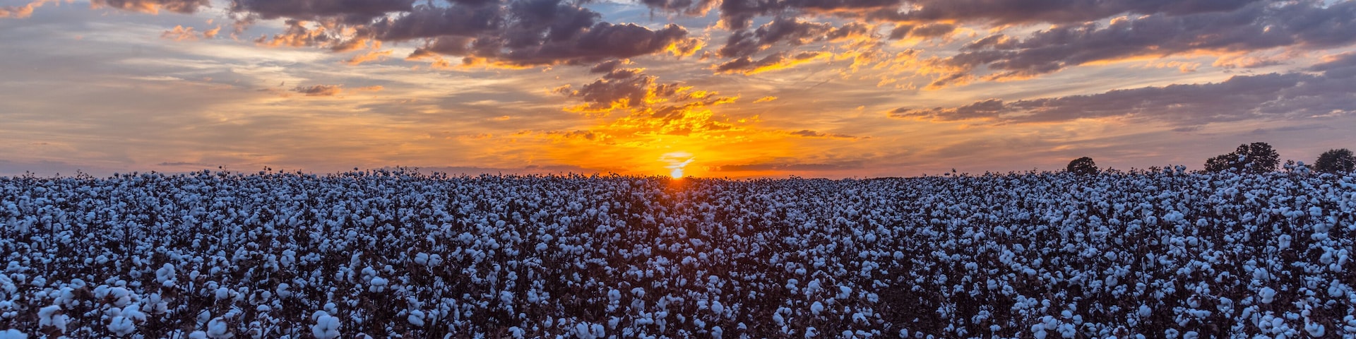 Sunset Over a Cotton Field