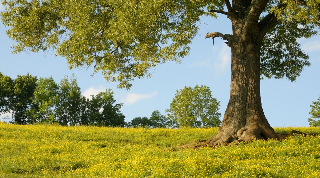 Country Scenic in Grainger County Tennessee USA.
