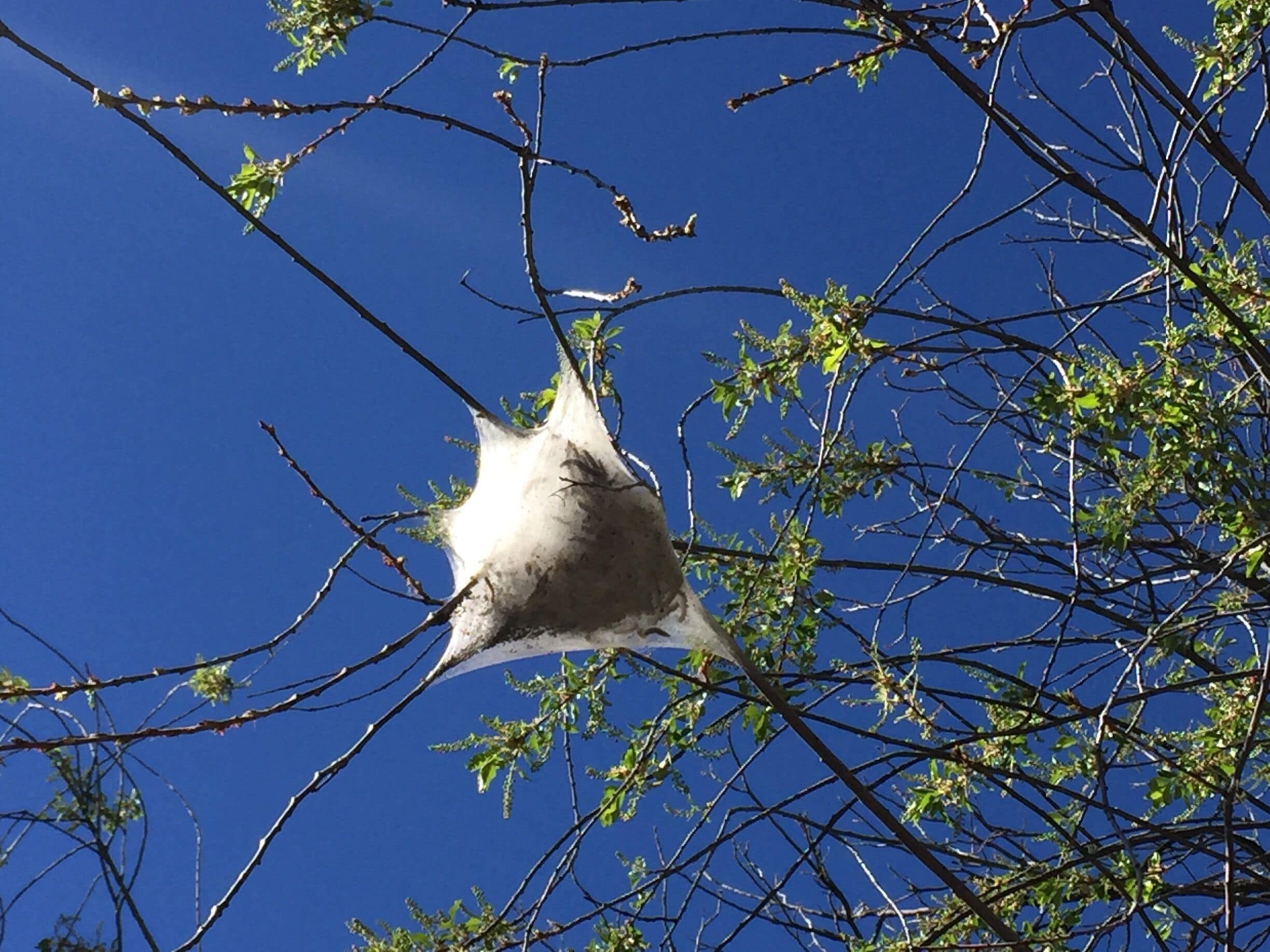 Caterpillars!  These webbed wombs contain hundreds of emerging caterpillars along the river's edge in springtime. 