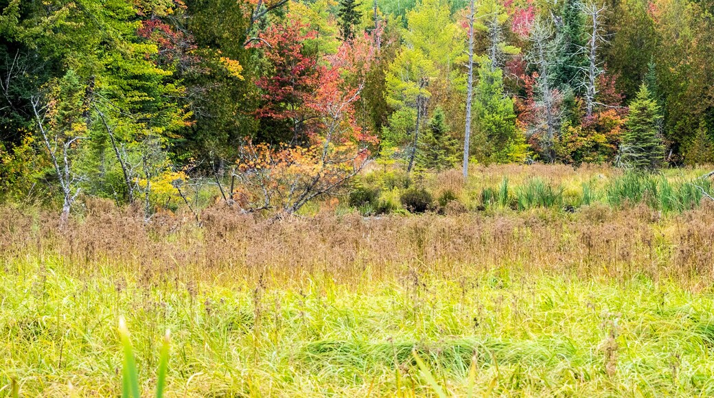 US, Michigan, Upper Peninsula. Fall foliage and pine trees in the forest.