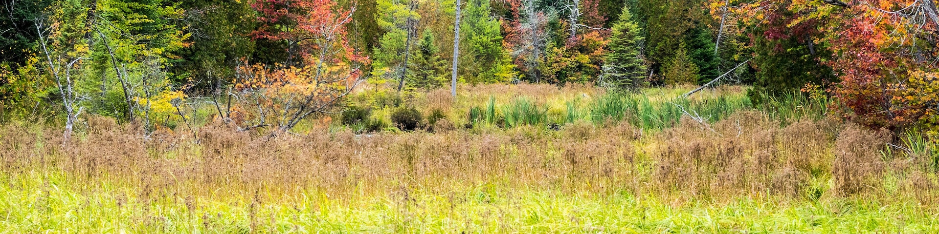 US, Michigan, Upper Peninsula. Fall foliage and pine trees in the forest.