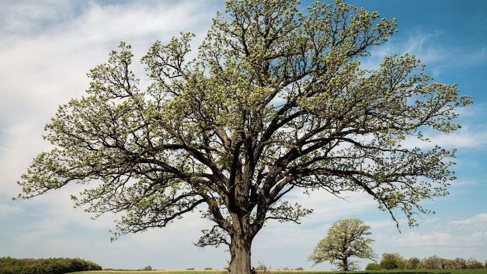 Mid-May in Wisconsin, a large oak tree leafs out as its branches create a border for a distant lone oak, both growing in a farm field.