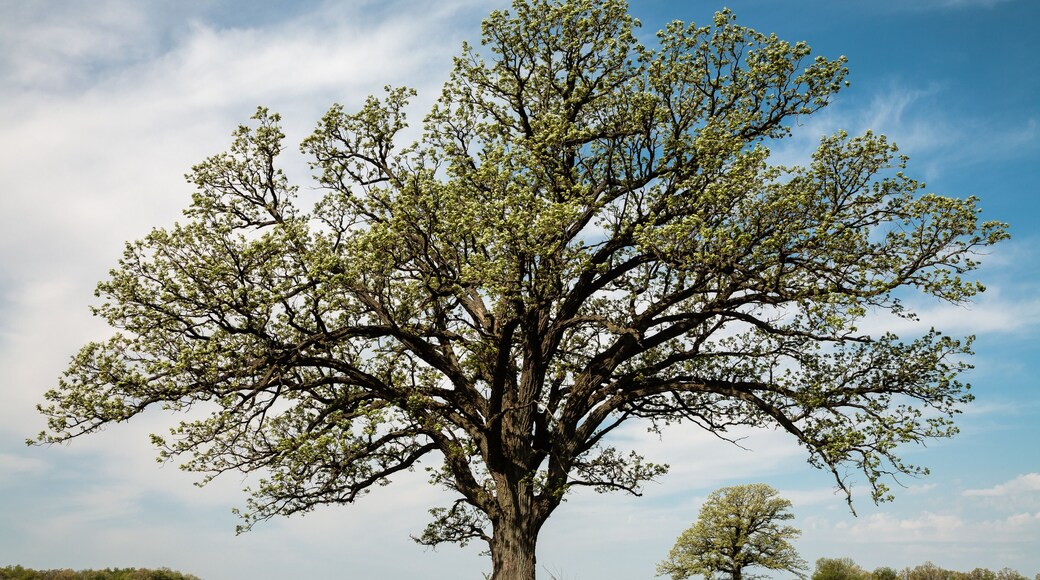 Mid-May in Wisconsin, a large oak tree leafs out as its branches create a border for a distant lone oak, both growing in a farm field.