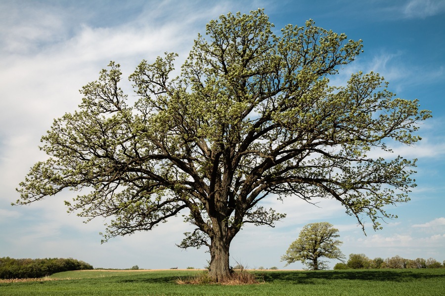 Mid-May in Wisconsin, a large oak tree leafs out as its branches create a border for a distant lone oak, both growing in a farm field.