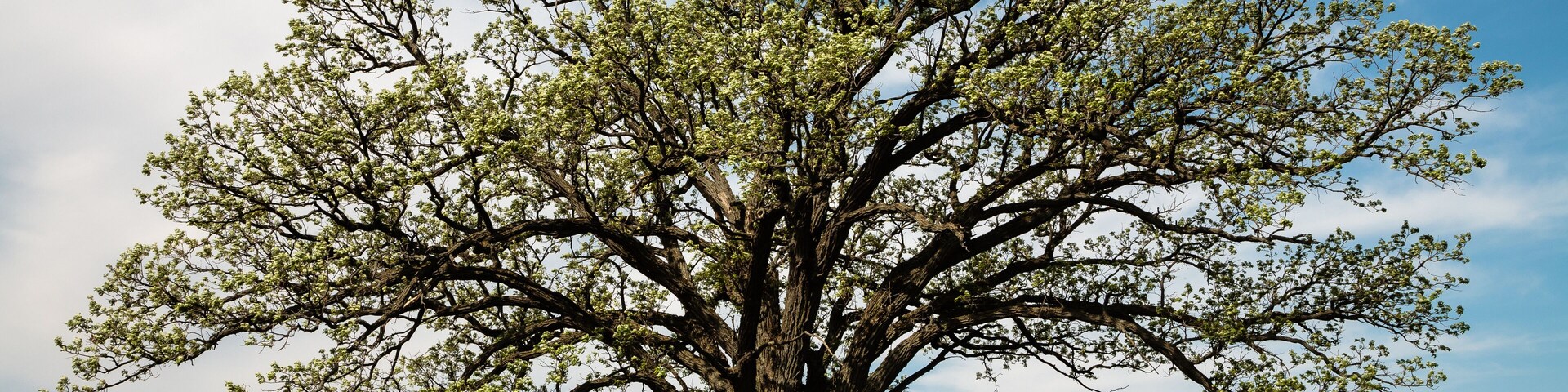 Mid-May in Wisconsin, a large oak tree leafs out as its branches create a border for a distant lone oak, both growing in a farm field.