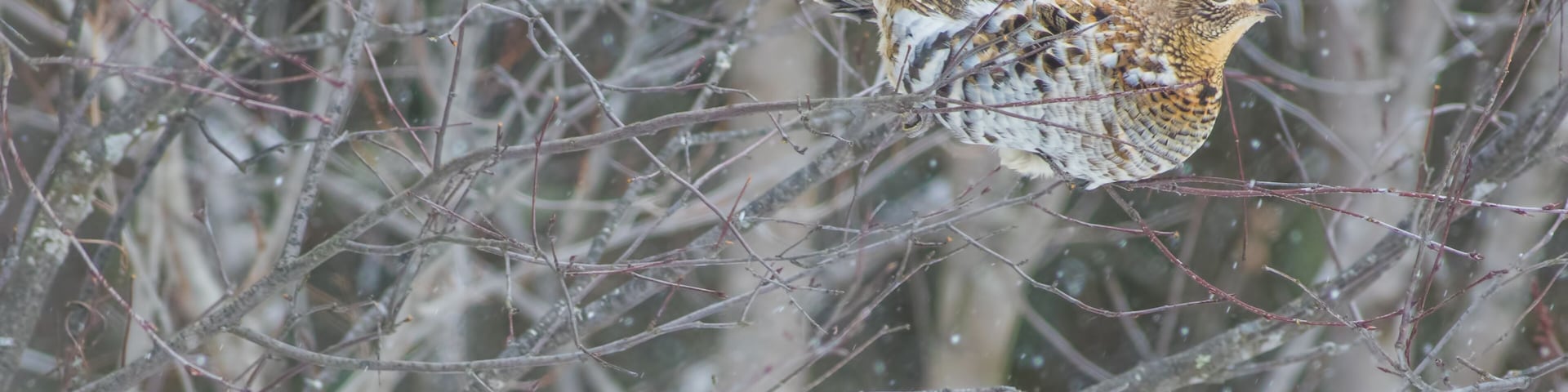 Ruffed grouse perched in a tree - taken on an overcast snowing winter day in Aitkin County, Minnesota