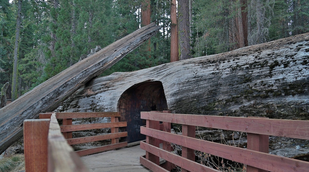 #hiking.. i love hiking being out doors following a trail or just making my own fresh air and the out doors is amazing. i hike every chance i can close to home or travel to find new locations, I'm from akron Ohio but i love to travel this photo was from... the red woods are something you need to see in your life time its a must hiking threw the redwood forest is a magical place