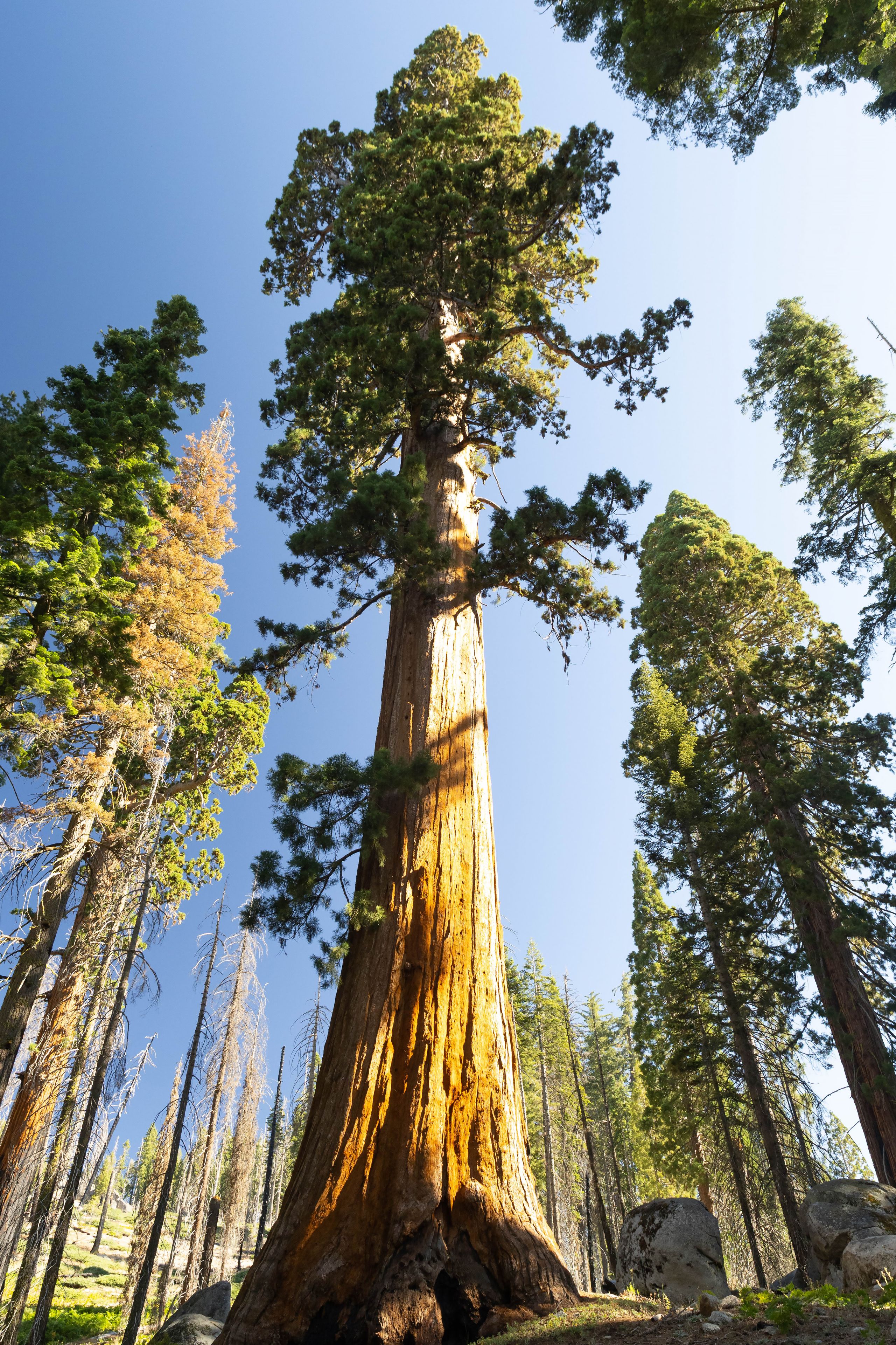 A giant redwood tree with a thick trunk and lush green canopy.