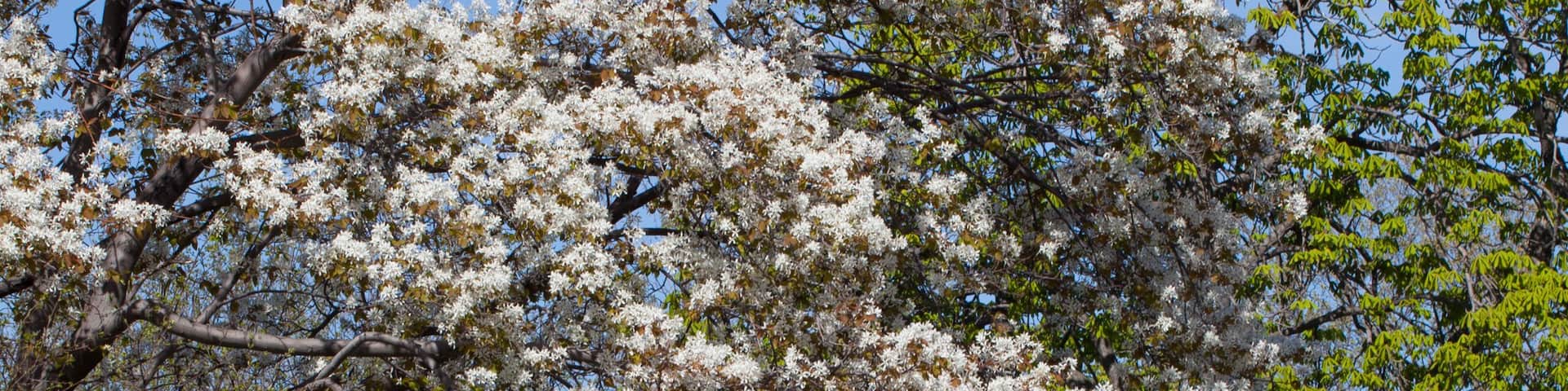 Long Point Park in Bloom
