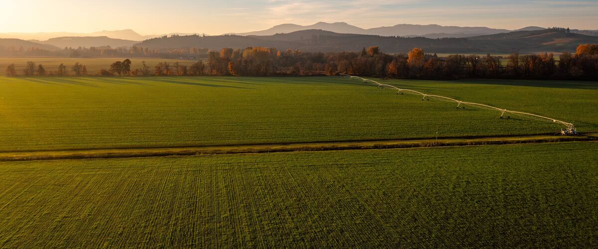 Sprawling Willlamette Valley Grass Seed Field in a Golden Sunset in Fall near Monmouth, Oregon, Pacific Northwest, United States - Aerial Photo