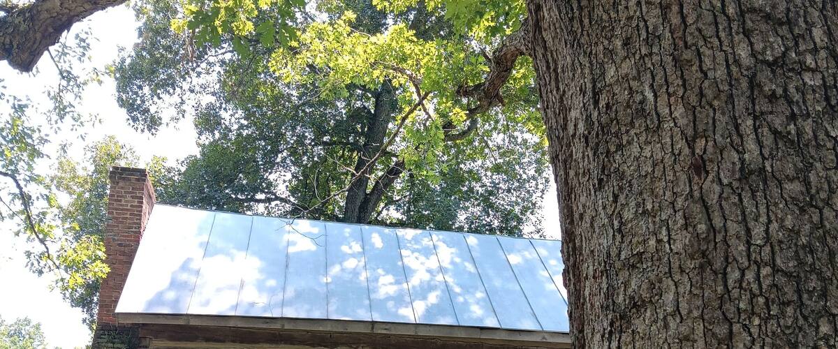 Log cabin and big oak tree, Holland Page Place, Fluvanna county, Virginia