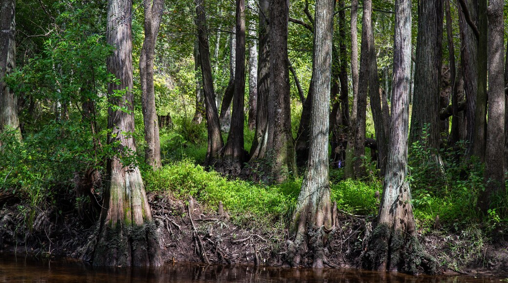 Along the Lumber River at Chalk Banks in Scotland County, NC
