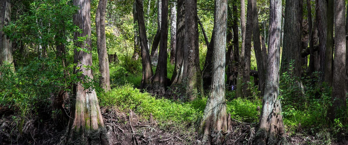 Along the Lumber River at Chalk Banks in Scotland County, NC