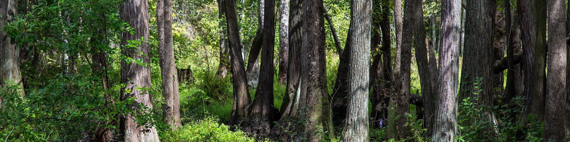 Along the Lumber River at Chalk Banks in Scotland County, NC